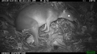 Illustration for article titled Researchers Discover New Miniature Mammals in New Guinea